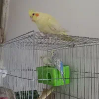 باسلامجوجهعروسهلندیرامدستیلوتینوخاکستری|پرنده|جیرفت, |دیوار