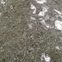 علف کوهستان ،،کما ولوو