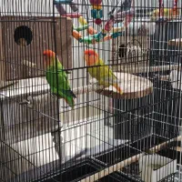 طوطی برزیلی|پرنده|ری, سیزده آبان|دیوار