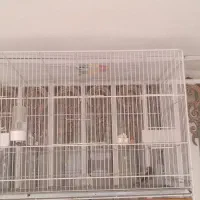 قفس فوق بزرگ پرنده عروس مینا طوطی فنچ کفتر|لوازم جانبی حیوانات|مشهد, شهید بهشتی|دیوار