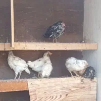 جوجه مرغ و خروس محلی گلین ۴۰ تیکه