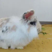 حیوان خانگی خرگوش|موش و خرگوش|سهند, |دیوار