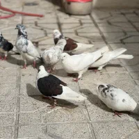 کبوتر تهرونی