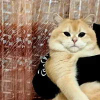 بریتیش گلد NY12 نر استثنایی جفت یابی