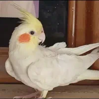عروس هلندی گمشده در پردیس فاز ۱