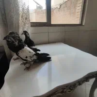 کبوتر|پرنده|اصفهان, حصه جنوبی|دیوار