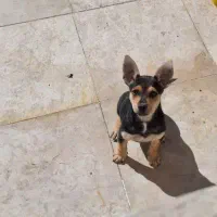 سگ دوبرمن مینیاتوری پینچر|سگ|کرمانشاه, |دیوار