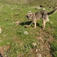 پژدر