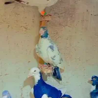 کبوتر پرشی پلنگ سرور پشتی