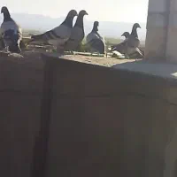 ۲۰ تا نر سبز کبوتر بوم