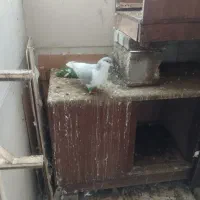 کفتر|پرنده|گلبهار, شهر جدید گلبهار|دیوار