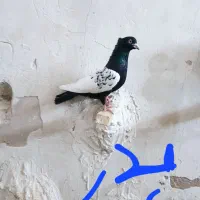 چند تا سینه ای