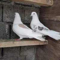 کبوتر بسیار عالی