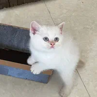 توله همالین رد پوینت چشم یخی و اسکاتیش