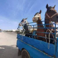 خرید فروش اسب پالونی بصورت نقدی