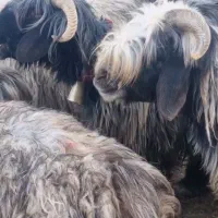 شیشک بختیاری 50راس