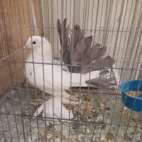 چتری و رواعب|پرنده|قم, حنیف نژاد|دیوار