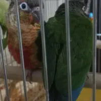 طوطی گرین چک