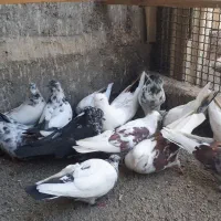 ۱۵عدد کبوتر فروشی