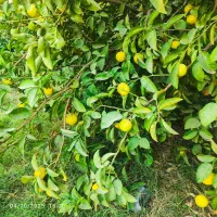 خرید میوه|خدمات باغبانی و درختکاری|جیرفت, |دیوار