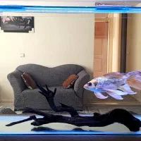 اکواریوم با ماهی و تجهیزات کامل