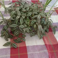 قاشقی وبرگ بیدی|گل و گیاه طبیعی|اراک, |دیوار