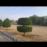 هرس انواع درختان وشمشاد با آره مخصوص