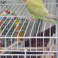 مینا و کوتوله|پرنده|مشهد, فدک|دیوار