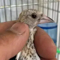 جو جه سره مال بهترین منطقه