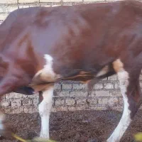 گوساله نر گاو وماده برای نذری