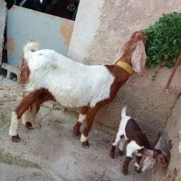 بز  نروماده نجدی اصل