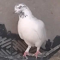 کفتر کلع خال ماده