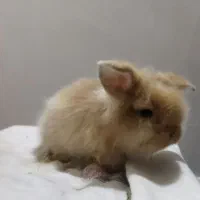 خرگوش خونگی