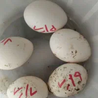 تخم مرغ تازه سیبرایت نطفه دار