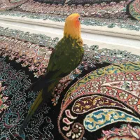 طوطی خورشیدی  سان کانوز|پرنده|قم, زینبیه|دیوار