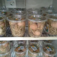 تخم مرغ گلپایگان|خوردنی و آشامیدنی|بهشهر, |دیوار