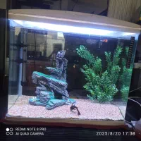 اکواریوم ماهیران|ماهی|اصفهان, گلستان|دیوار