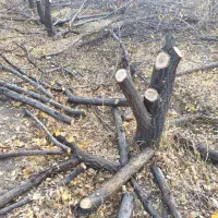 چوب زردالو|مصالح و تجهیزات ساختمان|بسطام, |دیوار