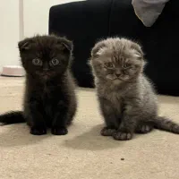 بچه گربه اسکاتیش بریتیش