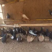 بهبونی سینه سعادتشهر