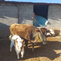 گاو سومین شکم‌گوساله نر