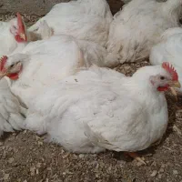 مرغ گوشتی سفید