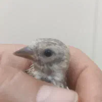 سهره|پرنده|دزفول, |دیوار