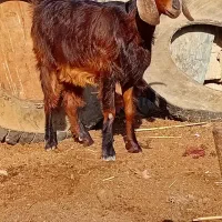شادگان روستای منصور|حیوانات مزرعه|شادگان, |دیوار