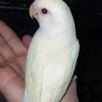 گم شده