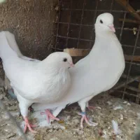 کفتر پرشی و خوب
