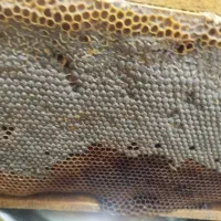 عسل و موم طبیعی