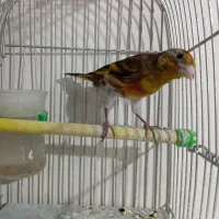 سهره قناری سرخ مسته مست|پرنده|بروجرد, |دیوار