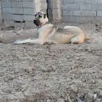 سگ سرابی(گ م ش د ه)|حیوانات|تیکمه داش, |دیوار