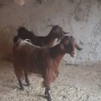 بز داشتی